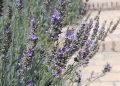 اسطو خدوس (Lavandula angustifolia)