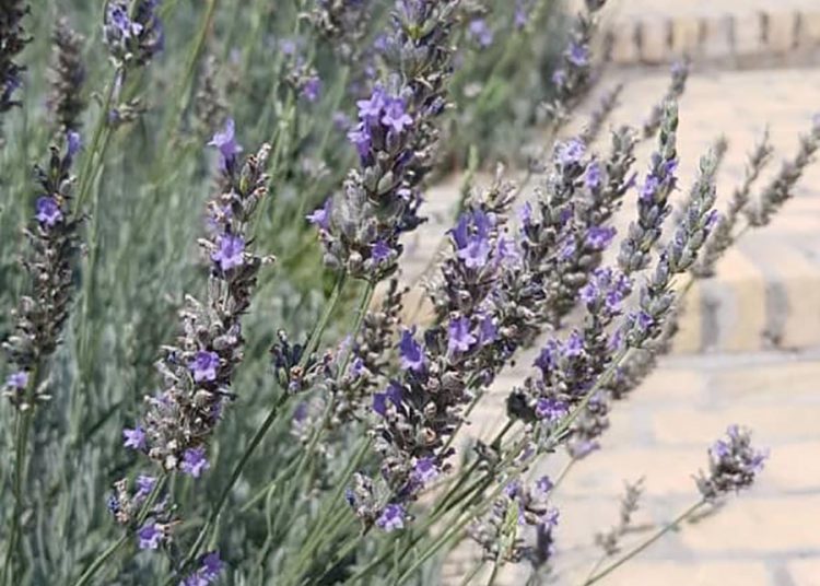 اسطو خدوس (Lavandula angustifolia)