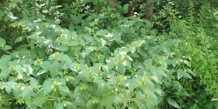 آتروپا (Atropa belladonna)، گیاه علفی سمی، بومی جنگل‌های هیرکانی