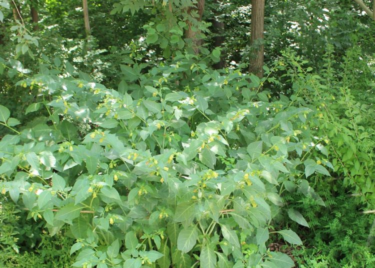 آتروپا (Atropa belladonna)، گیاه علفی سمی، بومی جنگل‌های هیرکانی
