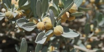 معرفی پنیر باد( Withania coagulans) و ناز باتلاقی(Bacopa monnieri)