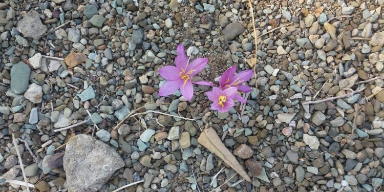 شرایط کاشت و نگهداری گل‌حسرت زیبا Colchicum speciosums Steven